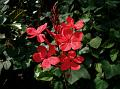 Scarlet Leadwort